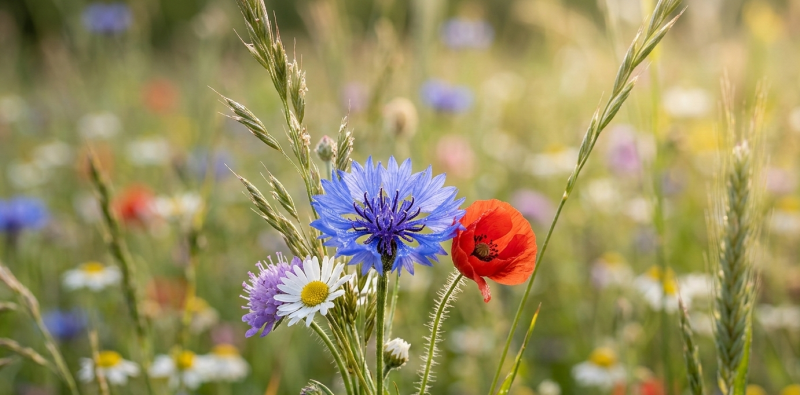 Des fleurs plutôt que du gazon